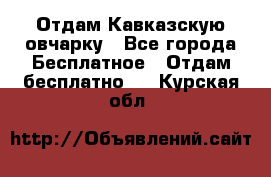 Отдам Кавказскую овчарку - Все города Бесплатное » Отдам бесплатно   . Курская обл.